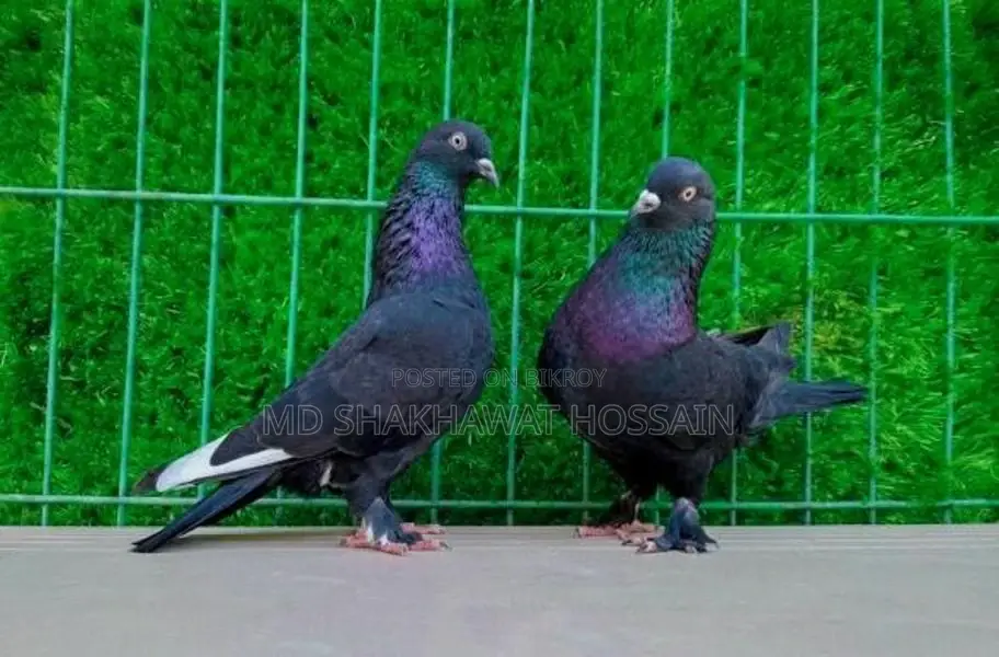 Rajshahi Giribaz Pigeons