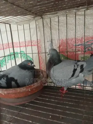 কবুতর