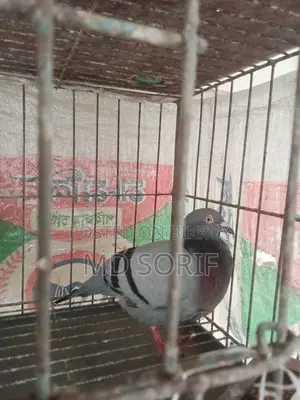 কবুতর