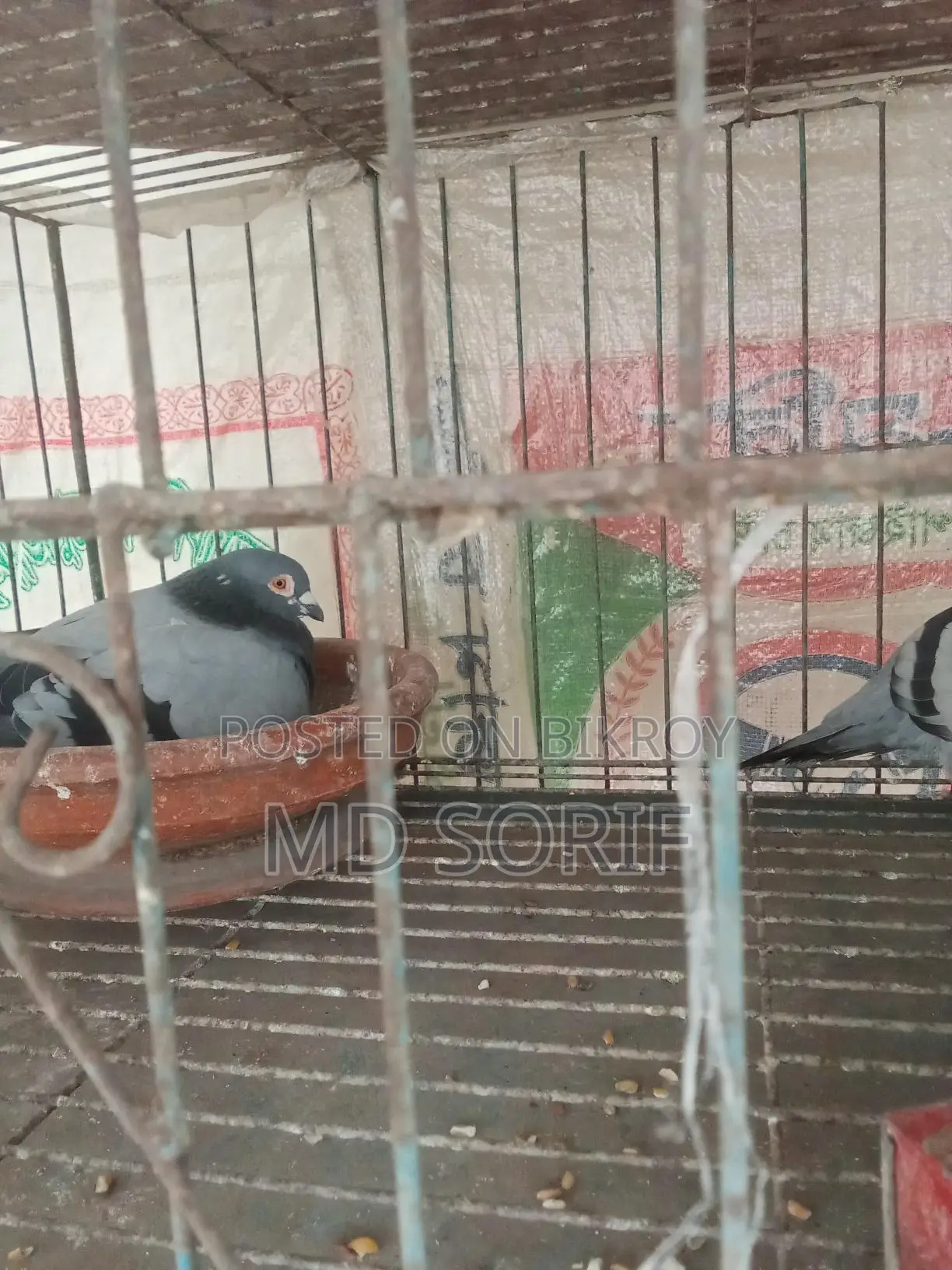 কবুতর