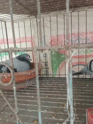কবুতর