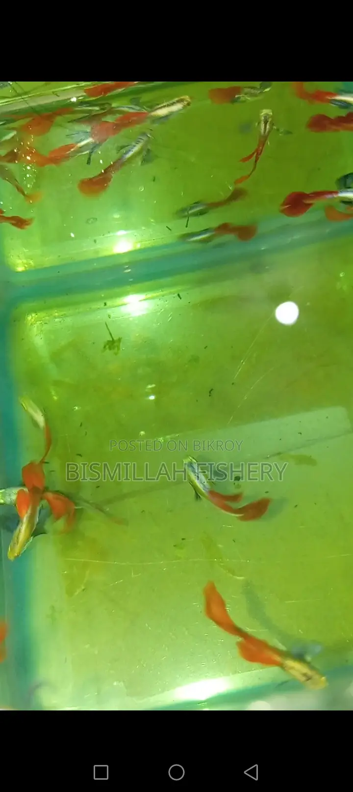 Red Tail Platinum Dumbo Ear Original Blood Line