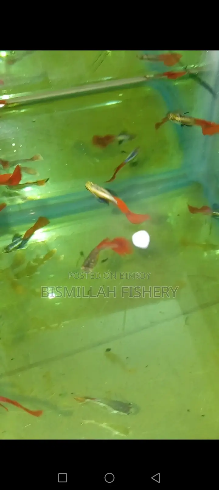 Red Tail Platinum Dumbo Ear Original Blood Line