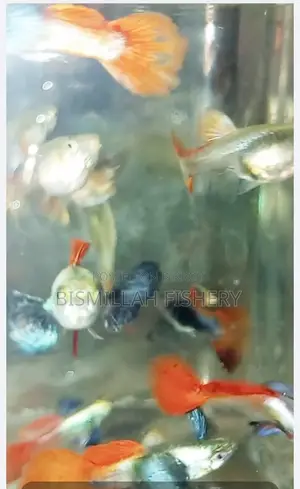 Red Tail Platinum Dumbo Ear Original Blood Line