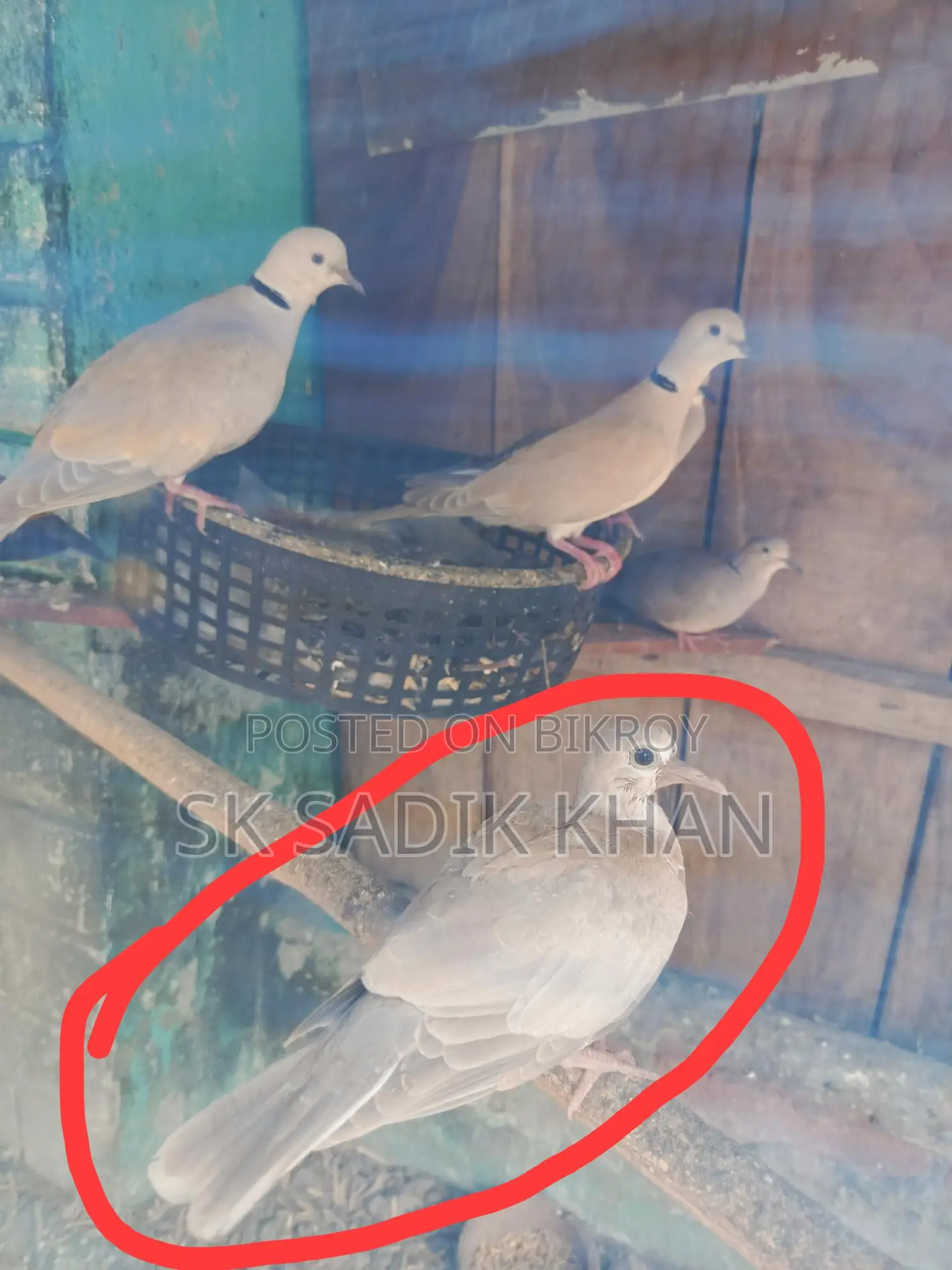 ঘুঘু পাখির বাচ্চা