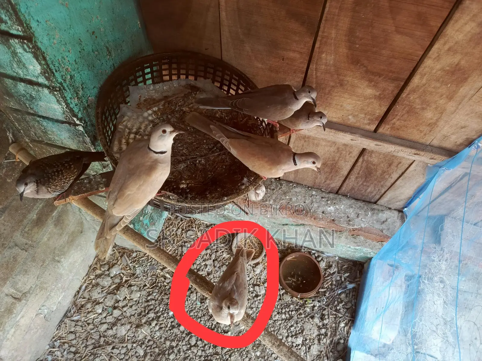 ঘুঘু পাখির বাচ্চা