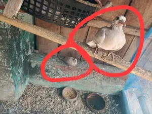 ঘুঘু পাখির বাচ্চা