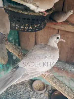 ঘুঘু পাখির বাচ্চা