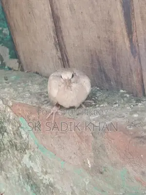 ঘুঘু পাখির বাচ্চা