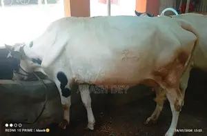 1 Friesian Milking Cow for Sale