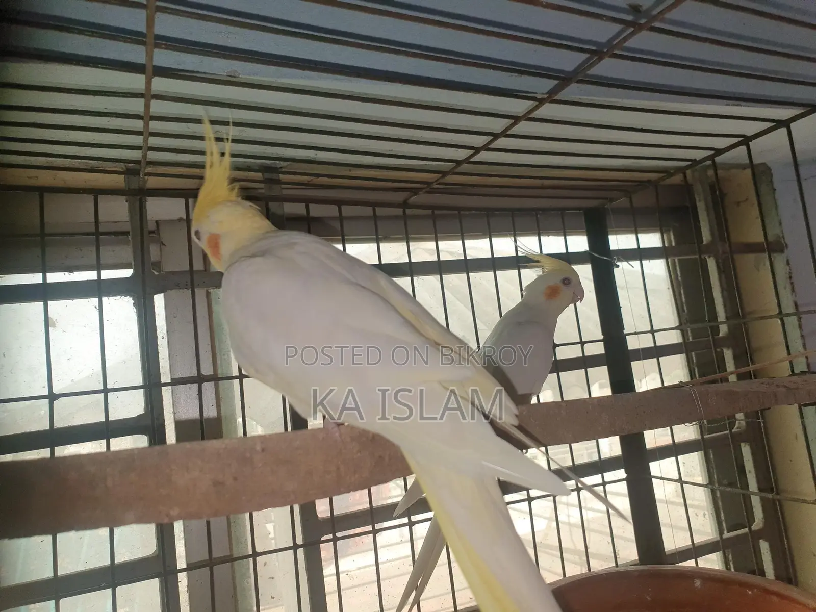 লুটিনো মেল ককাটেল