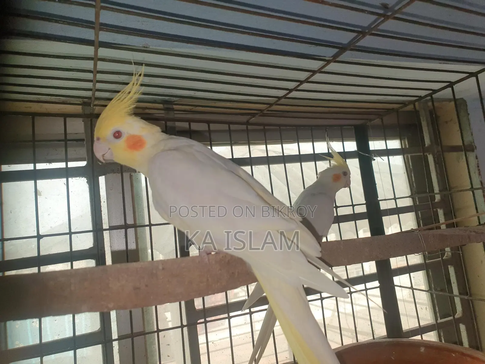লুটিনো মেল ককাটেল
