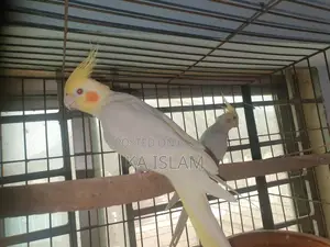 লুটিনো মেল ককাটেল