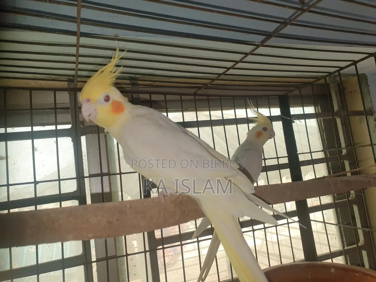 লুটিনো মেল ককাটেল