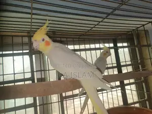 লুটিনো মেল ককাটেল