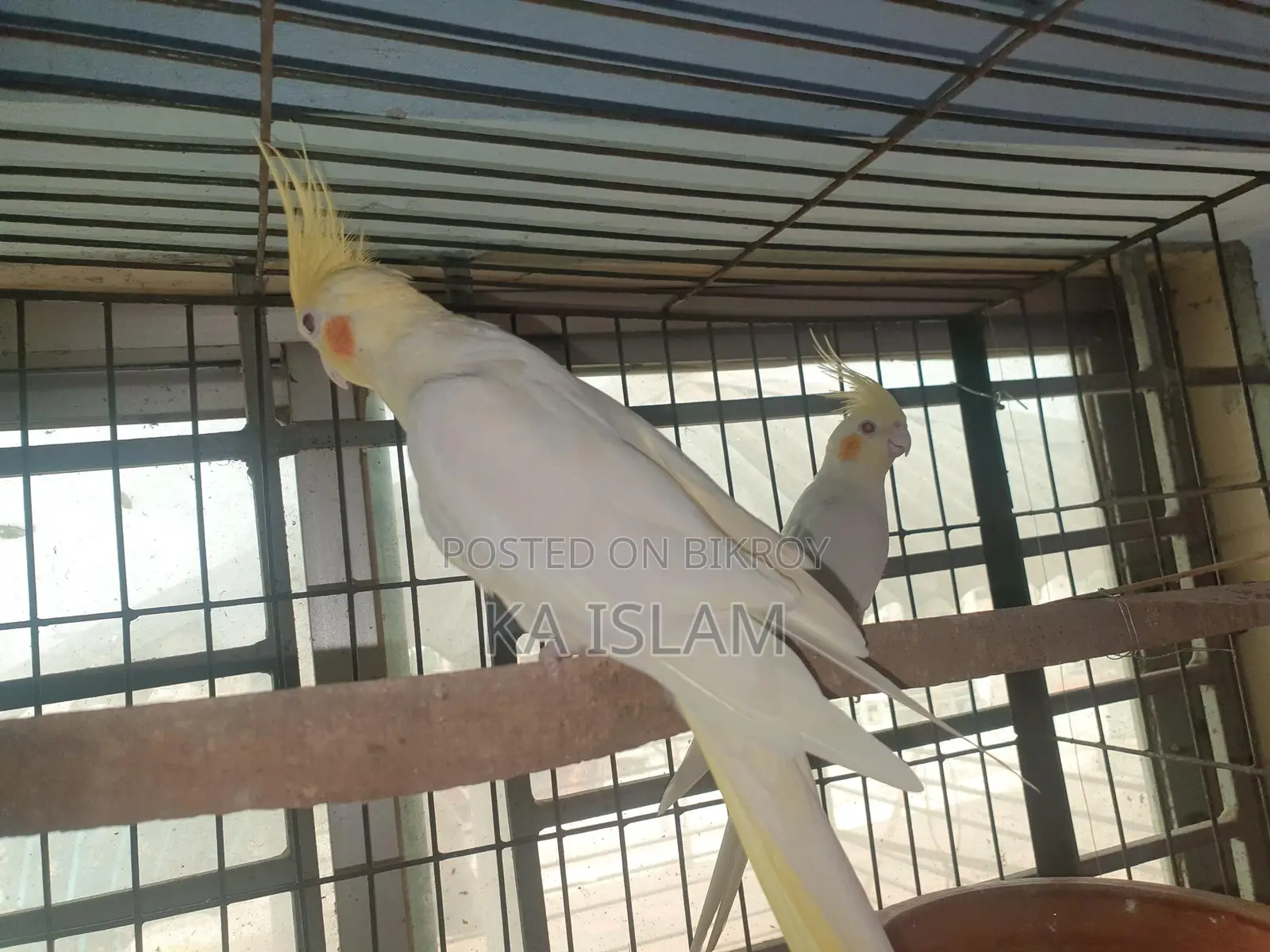 লুটিনো মেল ককাটেল