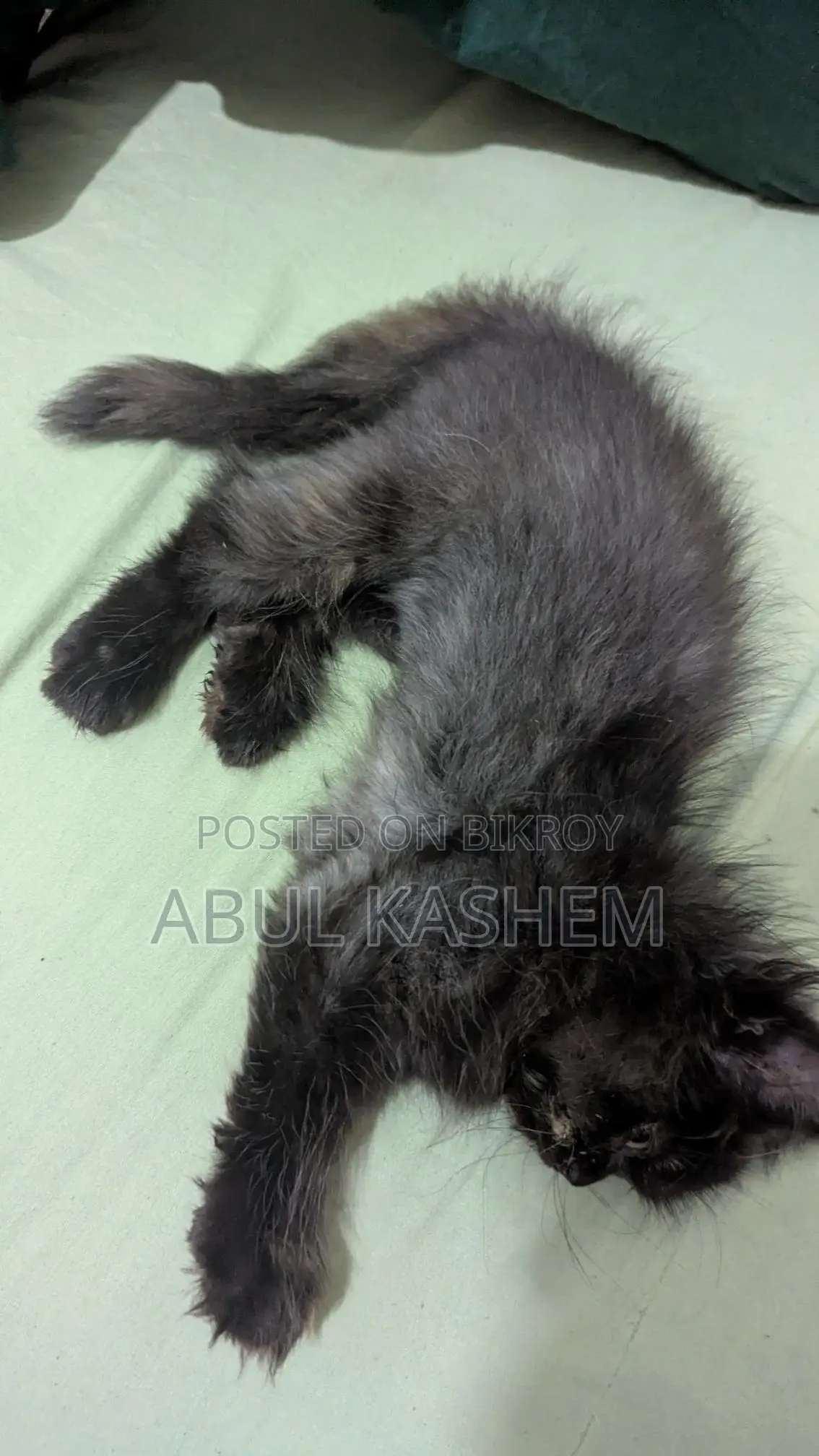 Kitten