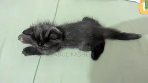 Kitten