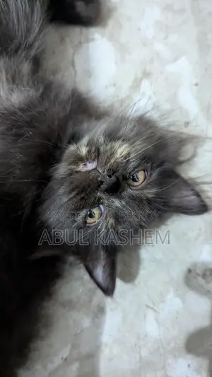 Kitten