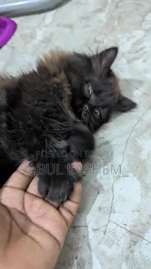 Kitten