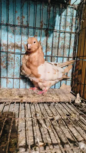 Chinese Owl Pigeon