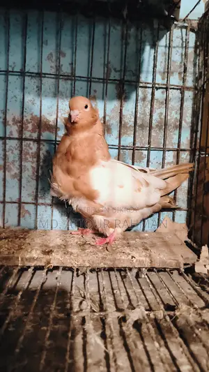 Chinese Owl Pigeon