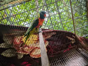 Lory Running Male