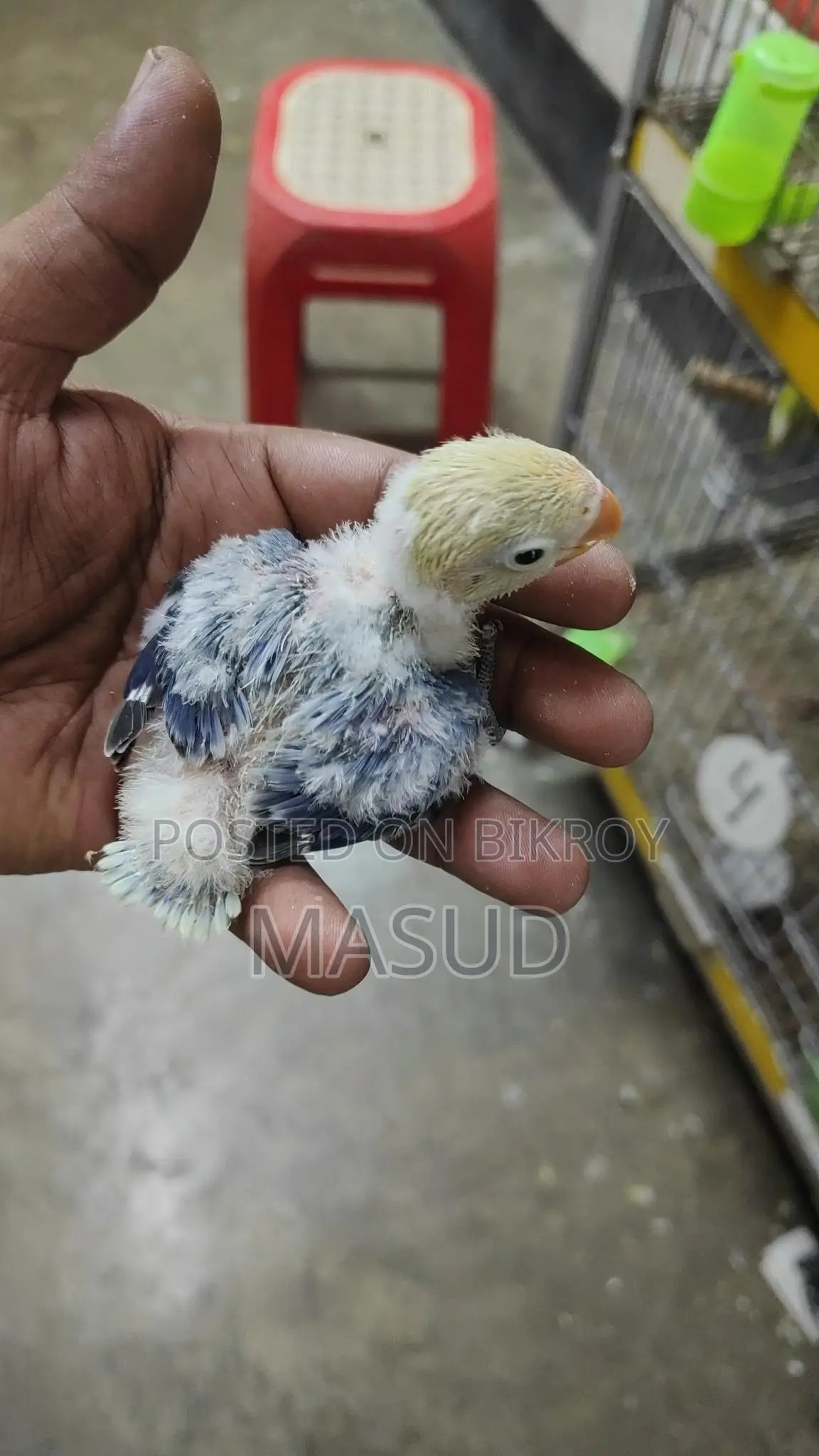 2 Tame Size Lovebird Babies