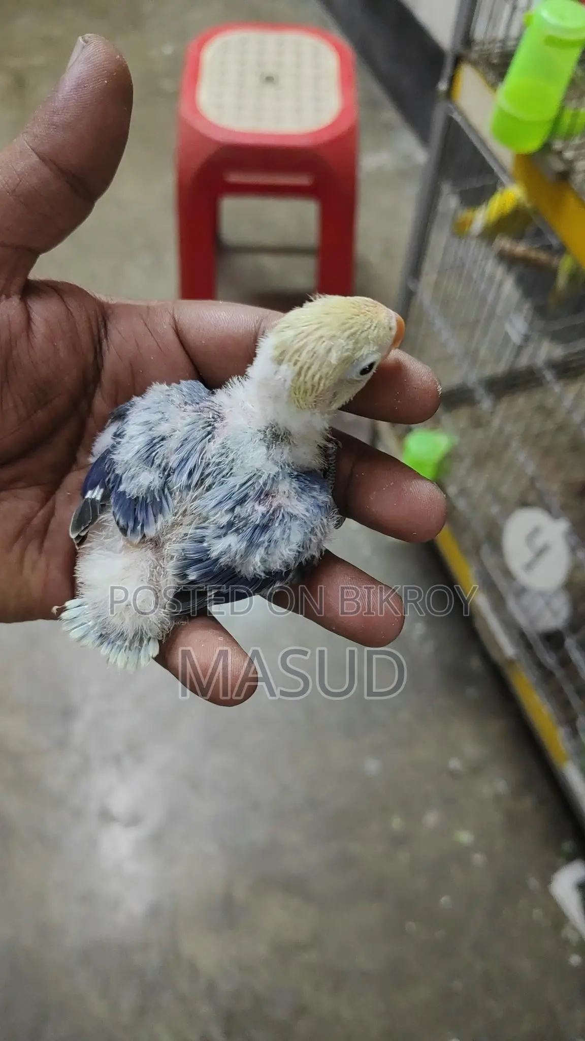 2 Tame Size Lovebird Babies
