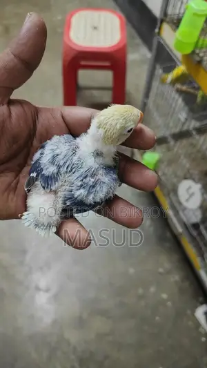 2 Tame Size Lovebird Babies