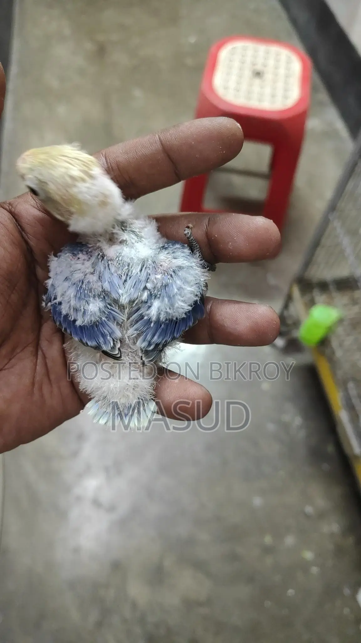 2 Tame Size Lovebird Babies