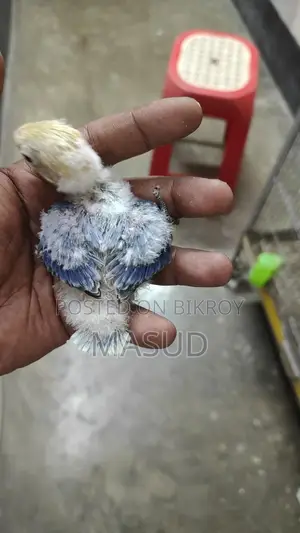 2 Tame Size Lovebird Babies