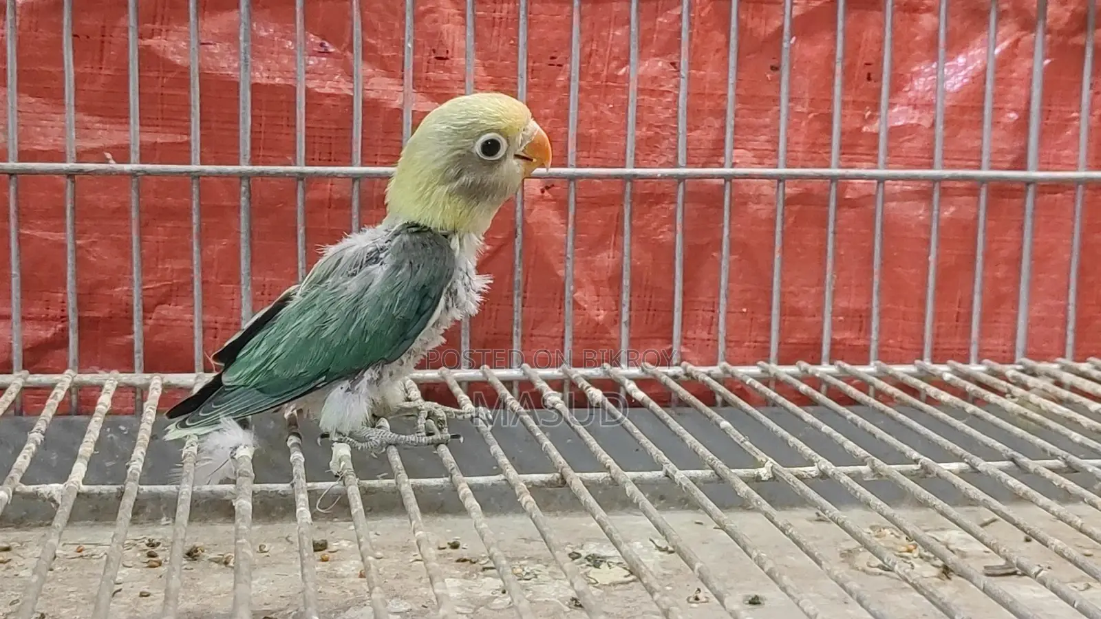 2 Tame Size Lovebird Babies