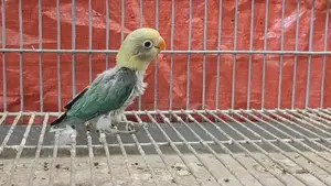 2 Tame Size Lovebird Babies