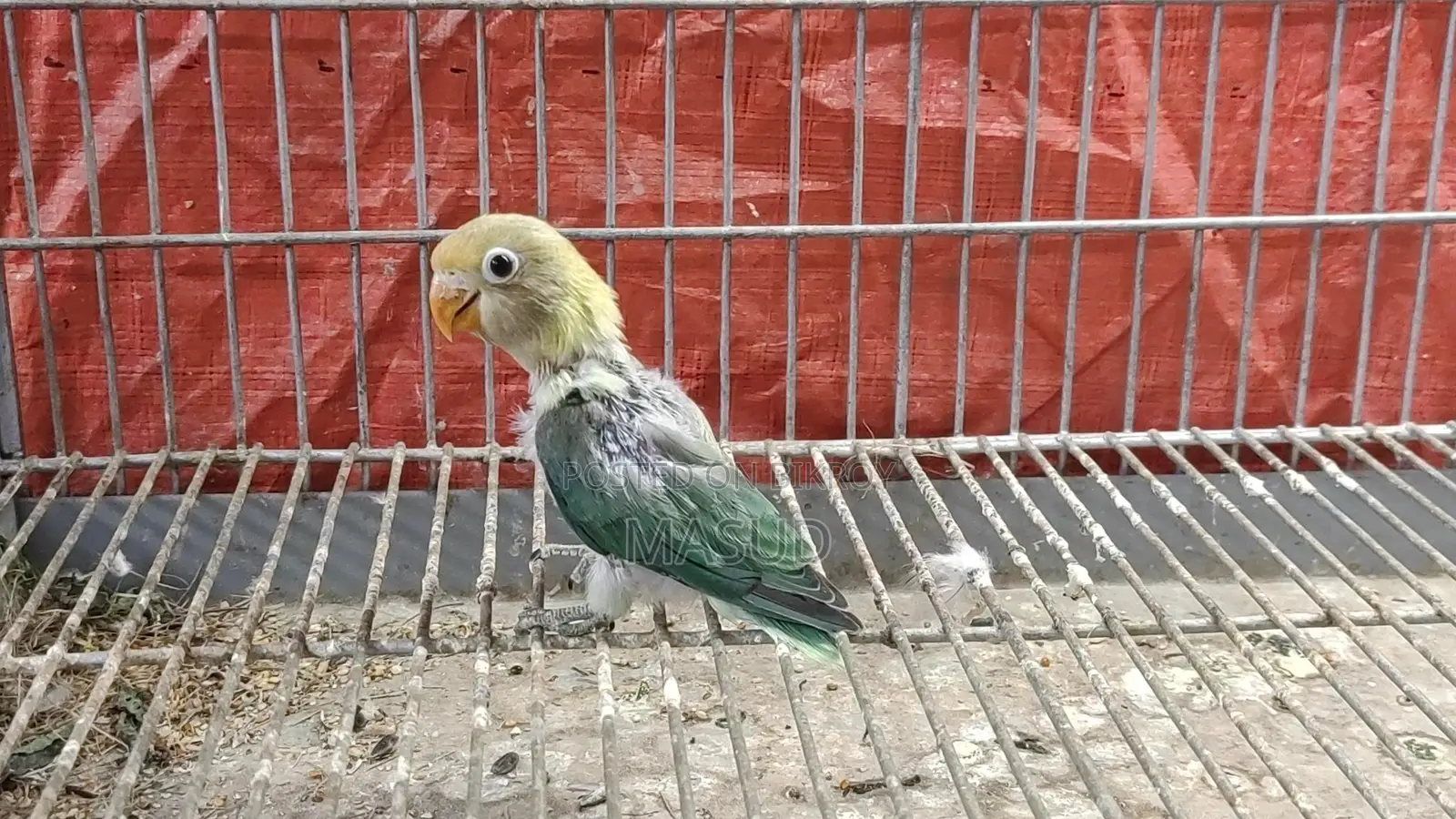 2 Tame Size Lovebird Babies