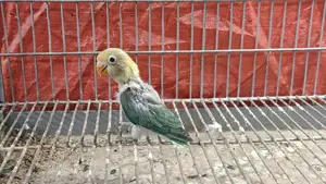 2 Tame Size Lovebird Babies