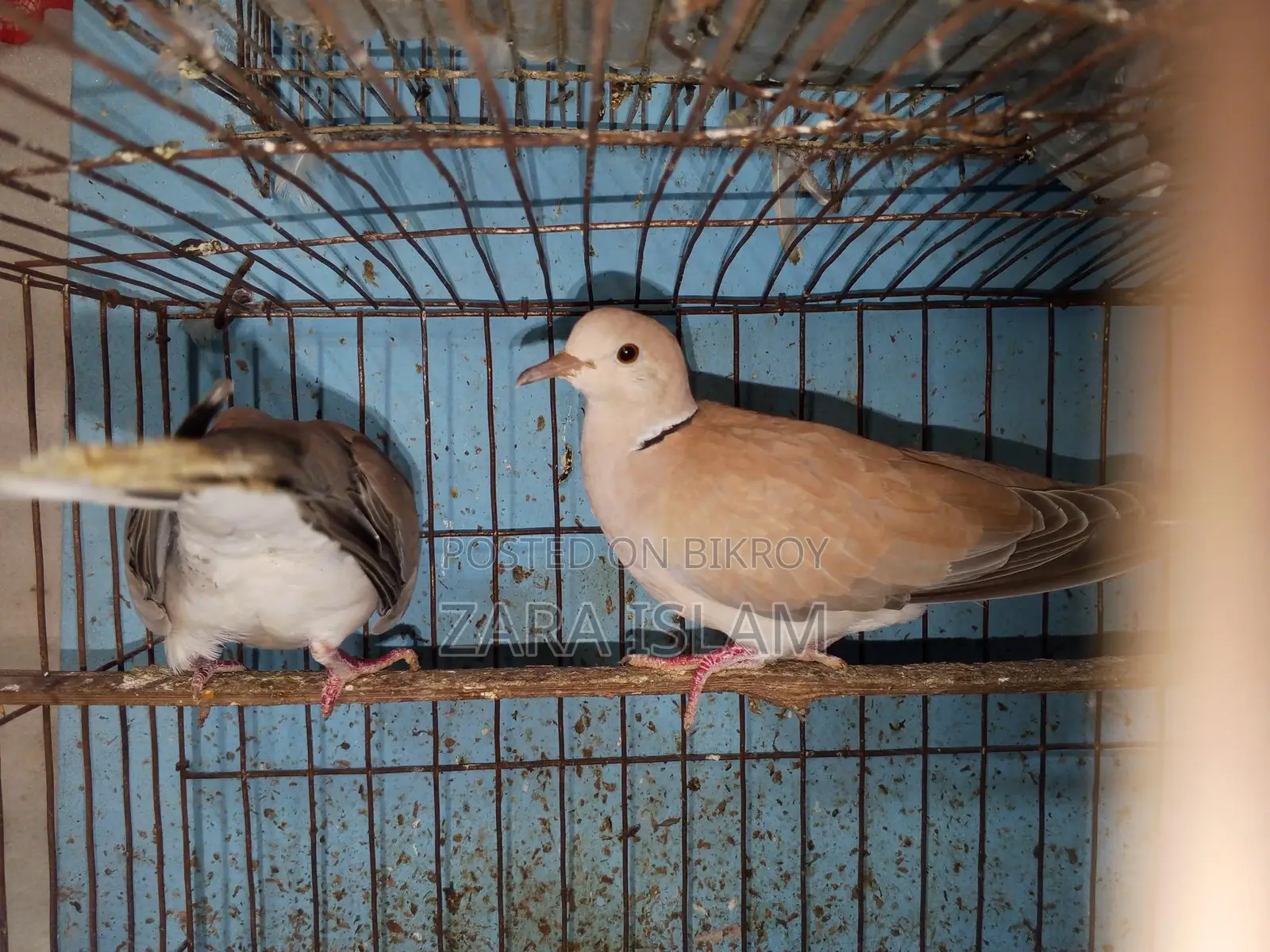Foreign Dove