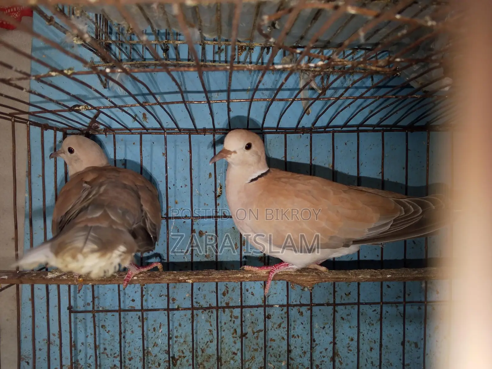 Foreign Dove