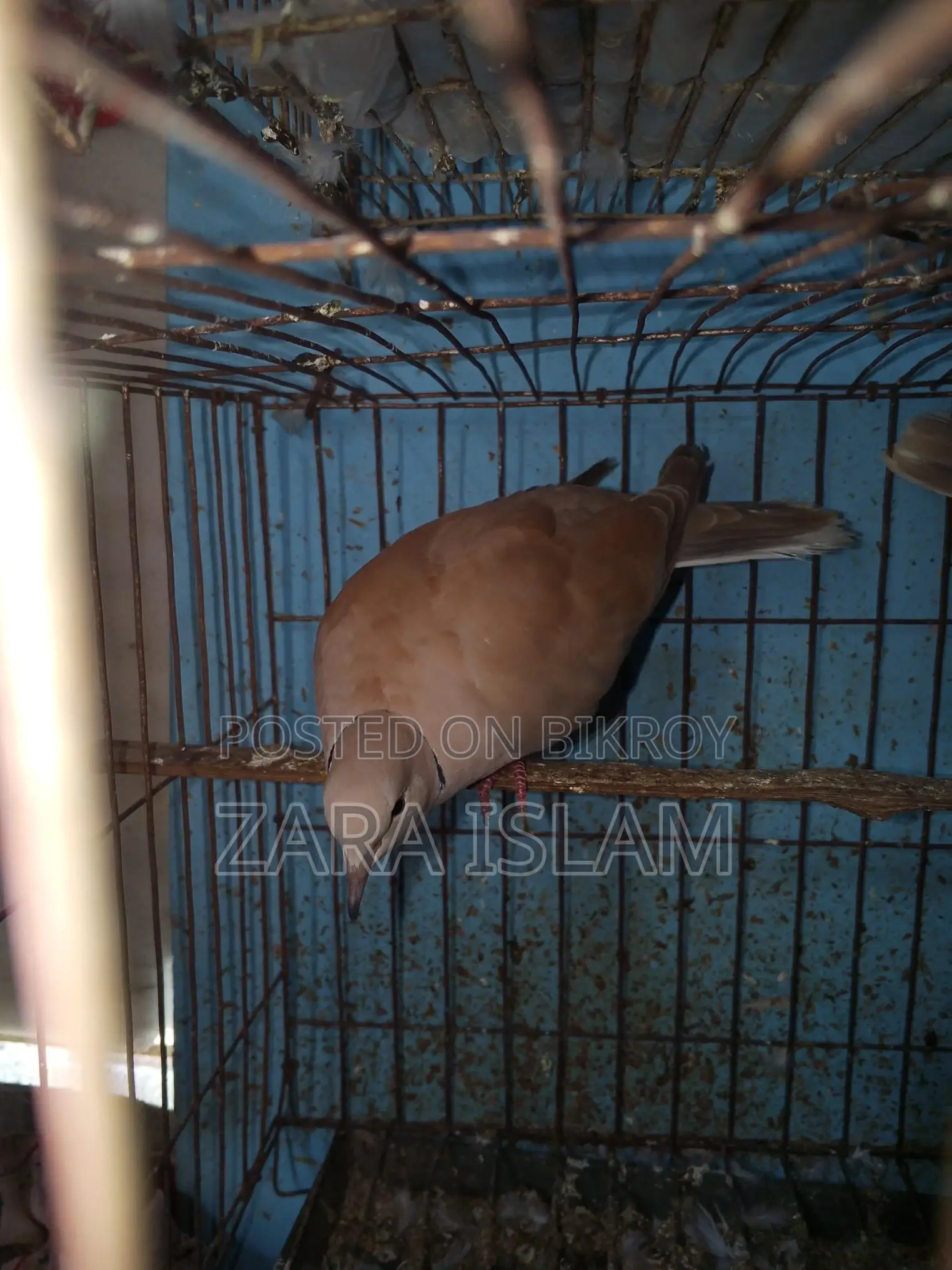 Foreign Dove