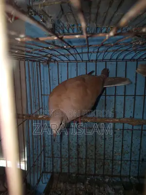 Foreign Dove