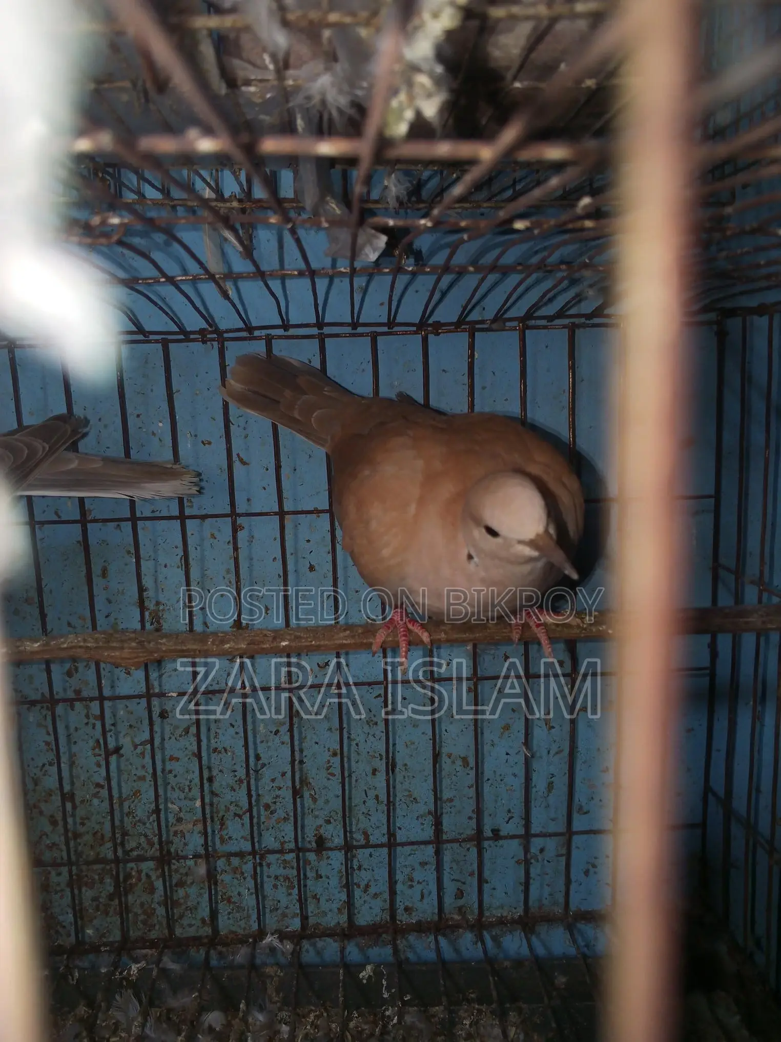 Foreign Dove