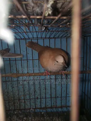 Foreign Dove