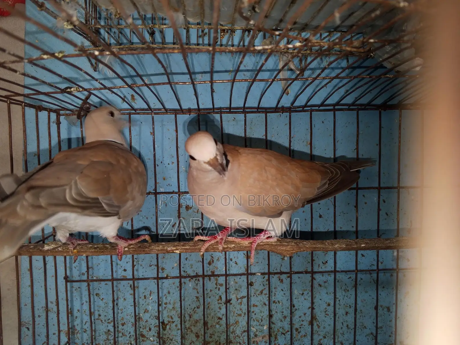 Foreign Dove