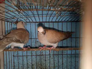 Foreign Dove