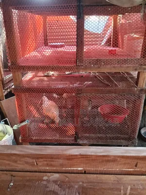 Chicken Cage