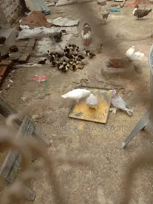 King Pigeon