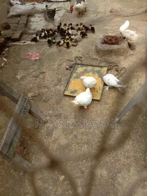 King Pigeon