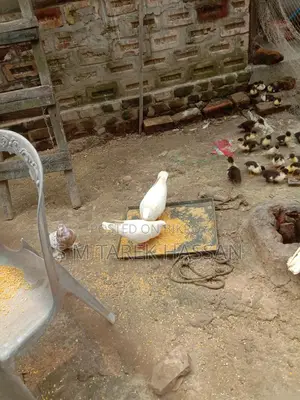 King Pigeon