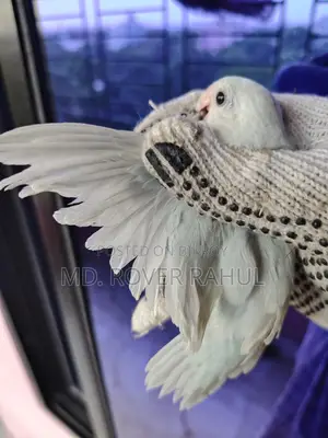Forpus Parrot