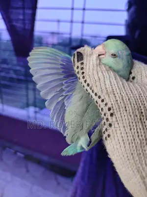 Forpus Parrot